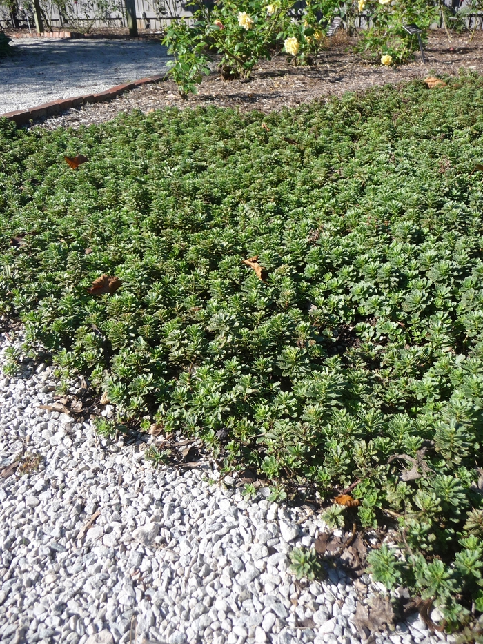 Stonecrop - Sedum kamtschaticum from E.C. Brown's Nursery Stonecrop - Sedum kamtschaticum from E.C. Brown's Nursery
