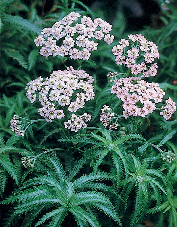 Yarrow - Achillea sibirica 'Love Parade' from E.C. Brown's Nursery