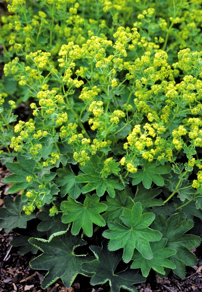 Lady's Mantle - Alchemilla sericata 'Gold Strike' from E.C. Brown's Nursery Lady's Mantle - Alchemilla sericata 'Gold Strike' from E.C. Brown's Nursery