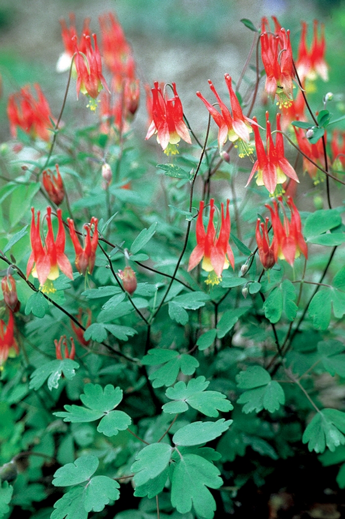 Columbine - Aquilegia canadensis 'Little Lanterns' from E.C. Brown's Nursery