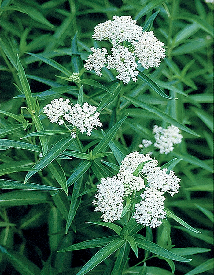 Ice Ballet Milkweed - Asclepias incarnata 'Ice Ballet' from E.C. Brown's Nursery