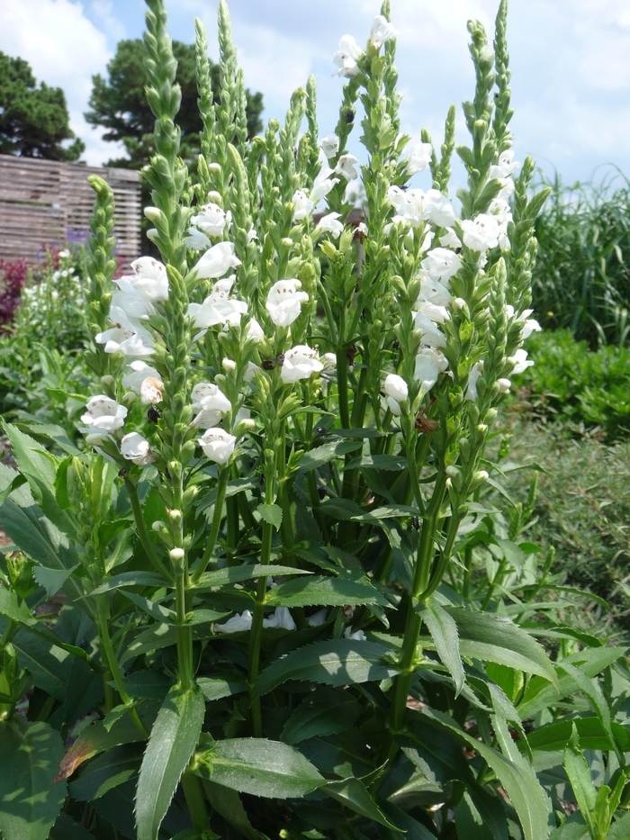 'Crystal Peak White' - Physostegia virginiana from E.C. Brown's Nursery 'Crystal Peak White' - Physostegia virginiana from E.C. Brown's Nursery