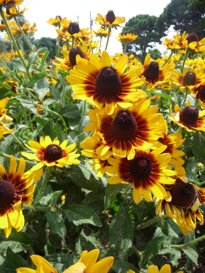 Denver Daisy™ - Rudbeckia hirta from E.C. Brown's Nursery