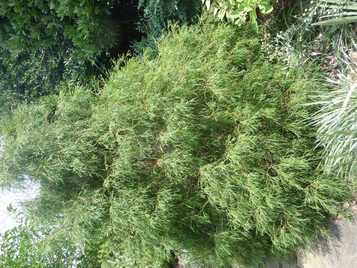  'Filiformis' - Thuja occidentalis from E.C. Brown's Nursery