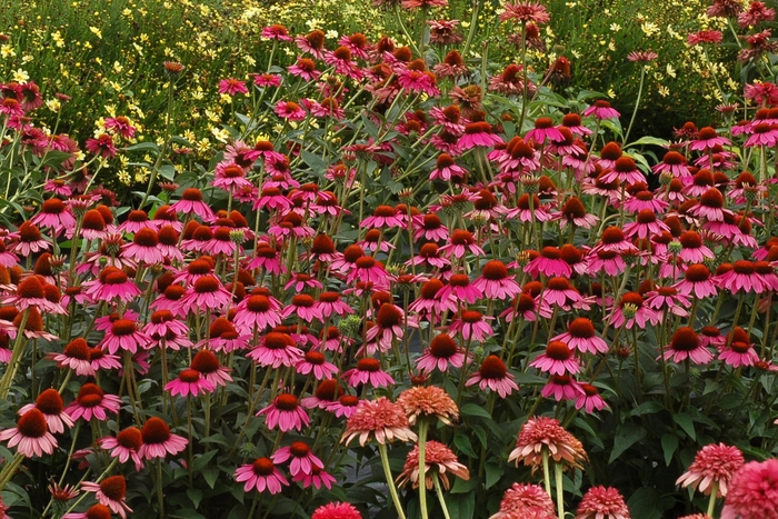 Coneflower - Echinacea 'Amazing Dream' from E.C. Brown's Nursery