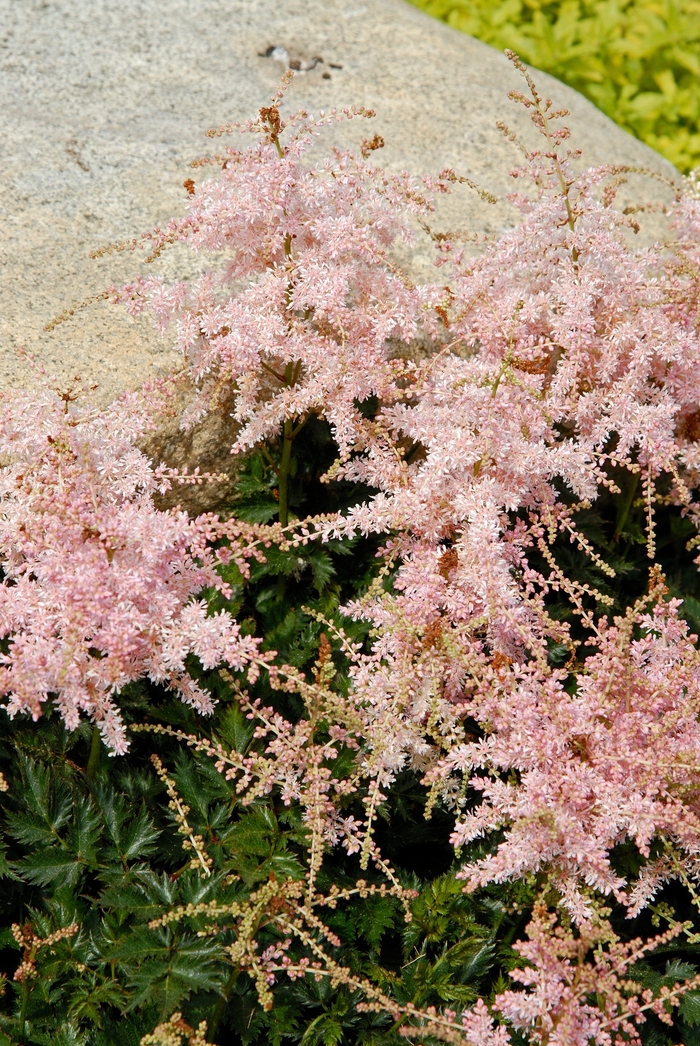 False Spirea - Astilbe simplicifolia 'Pink Lightning' from E.C. Brown's Nursery False Spirea - Astilbe simplicifolia 'Pink Lightning' from E.C. Brown's Nursery