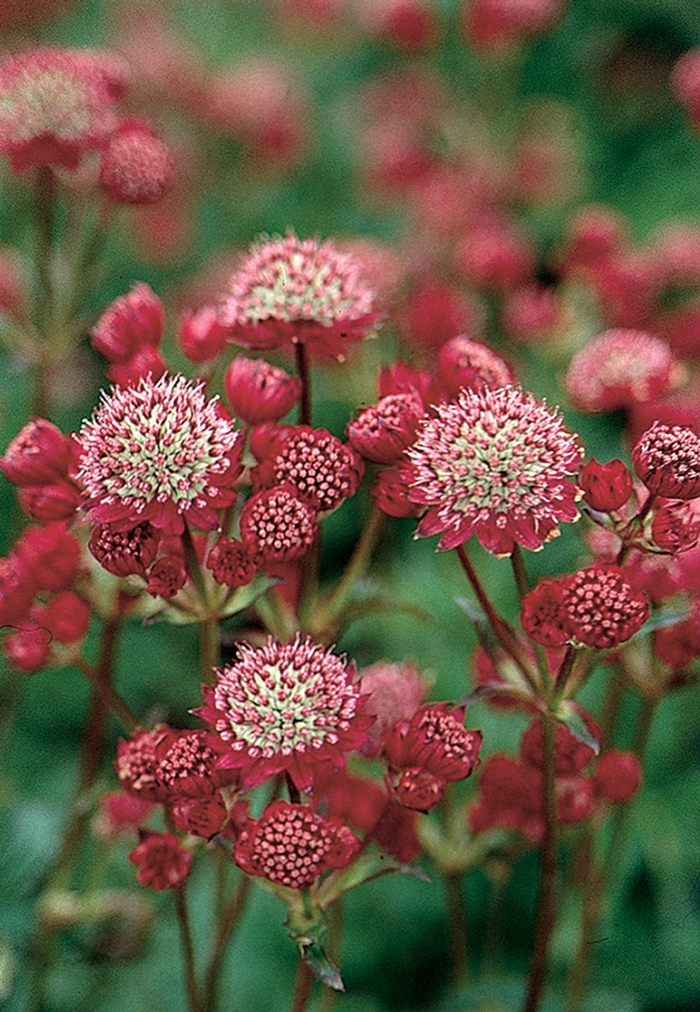 Greater Masterwort - Astrantia x 'Rosensinfonie' from E.C. Brown's Nursery