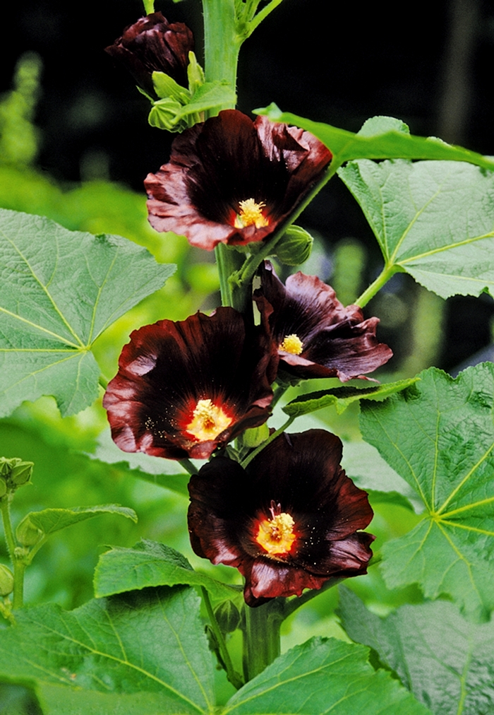 Hollyhock - Alcea rosea 'Blacknight' from E.C. Brown's Nursery Hollyhock - Alcea rosea 'Blacknight' from E.C. Brown's Nursery
