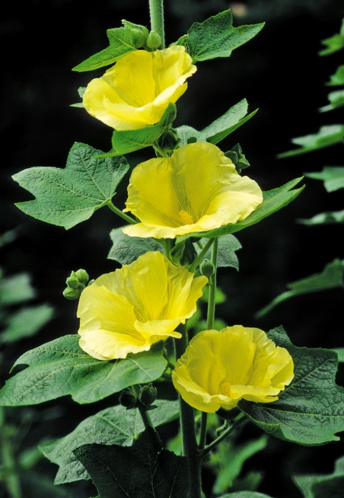 Yellow Hollyhock - Alcea rosea 'Spotlight Sunshine' from E.C. Brown's Nursery Yellow Hollyhock - Alcea rosea 'Spotlight Sunshine' from E.C. Brown's Nursery