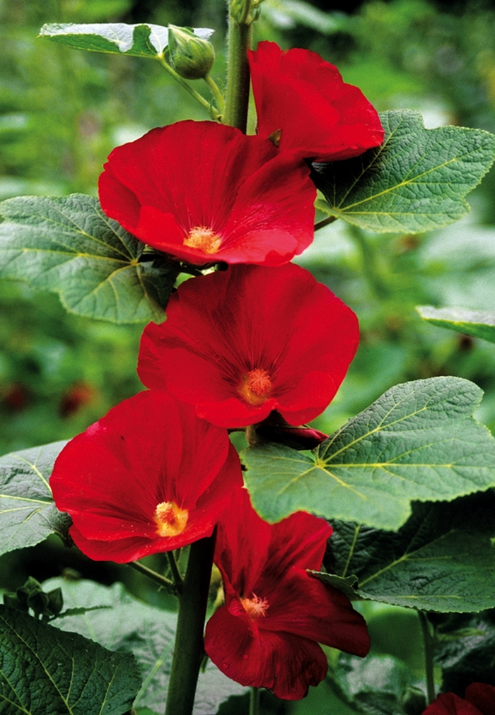 Hollyhock - Alcea rosea 'Mars Magic' from E.C. Brown's Nursery