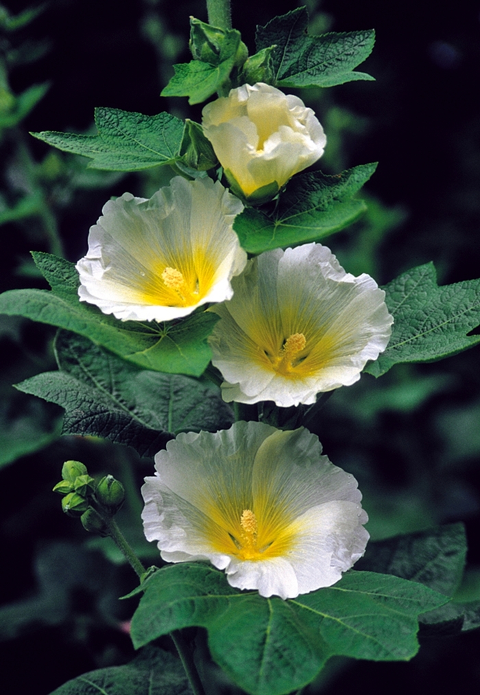 Hollyhock - Alcea rosea 'Polarstar' from E.C. Brown's Nursery