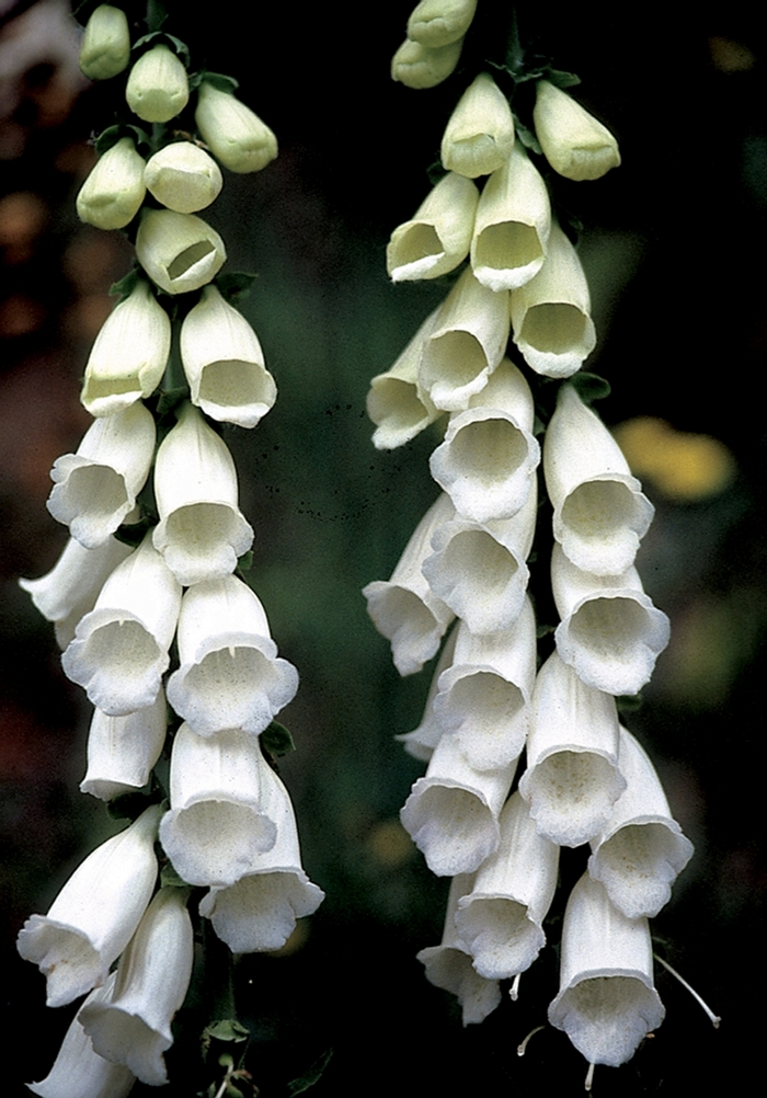 Foxglove - Digitalis purpurea 'Snow Thimble' from E.C. Brown's Nursery