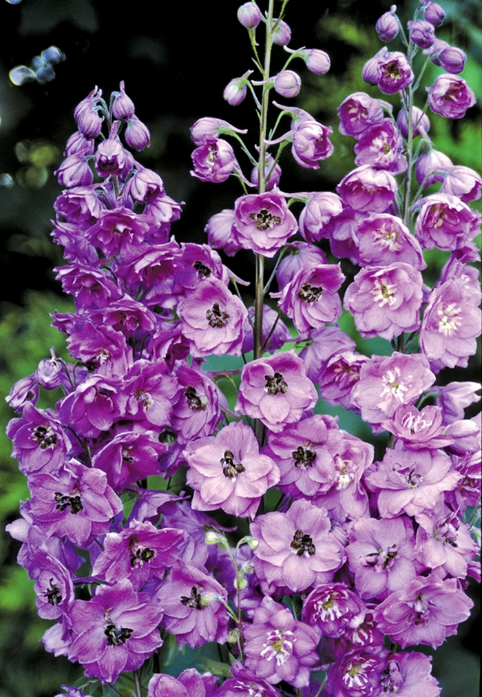 Hybrid Bee Delphinium - Delphinium elatum 'Pink Punch' from E.C. Brown's Nursery Hybrid Bee Delphinium - Delphinium elatum 'Pink Punch' from E.C. Brown's Nursery