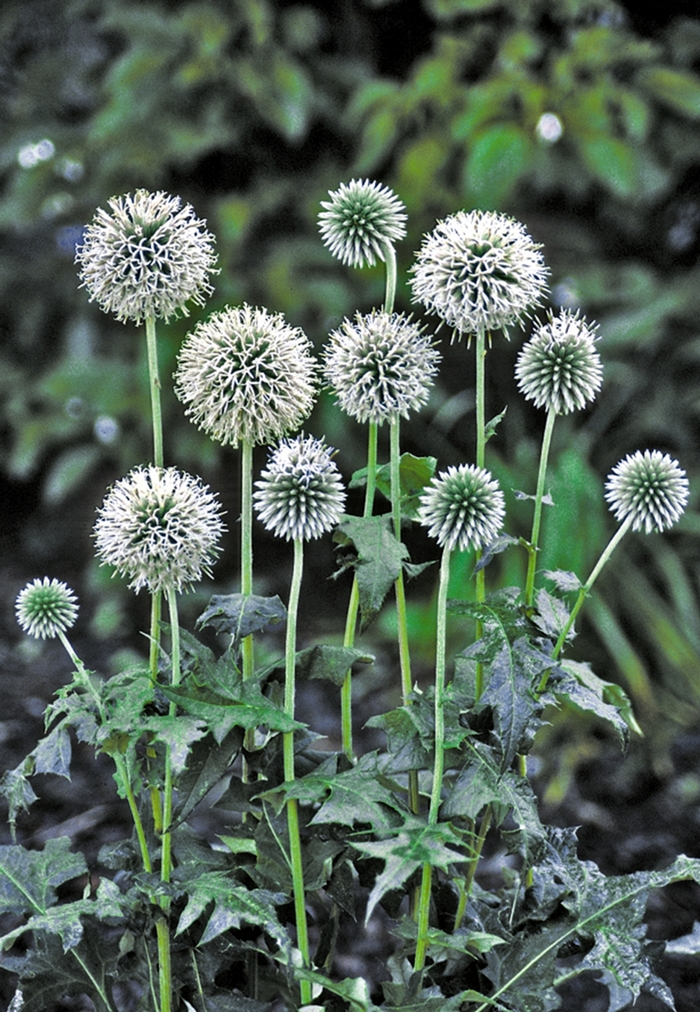 Globe Thistle - Echinops bannaticus 'Star Frost' from E.C. Brown's Nursery Globe Thistle - Echinops bannaticus 'Star Frost' from E.C. Brown's Nursery