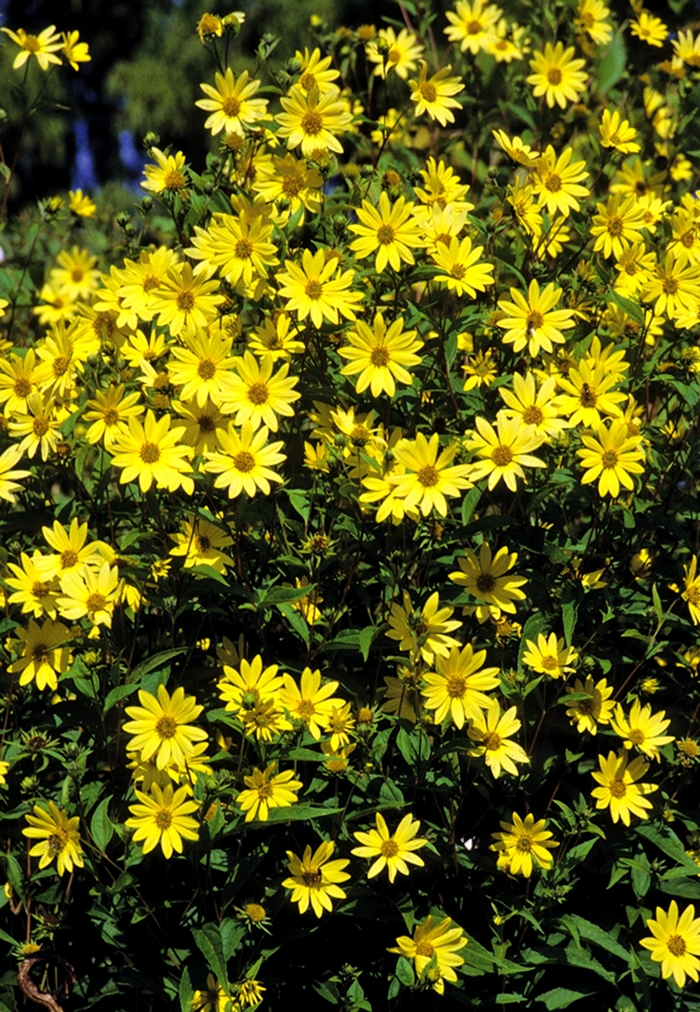 Perennial Sunflower - Helianthus 'Lemon Queen' from E.C. Brown's Nursery