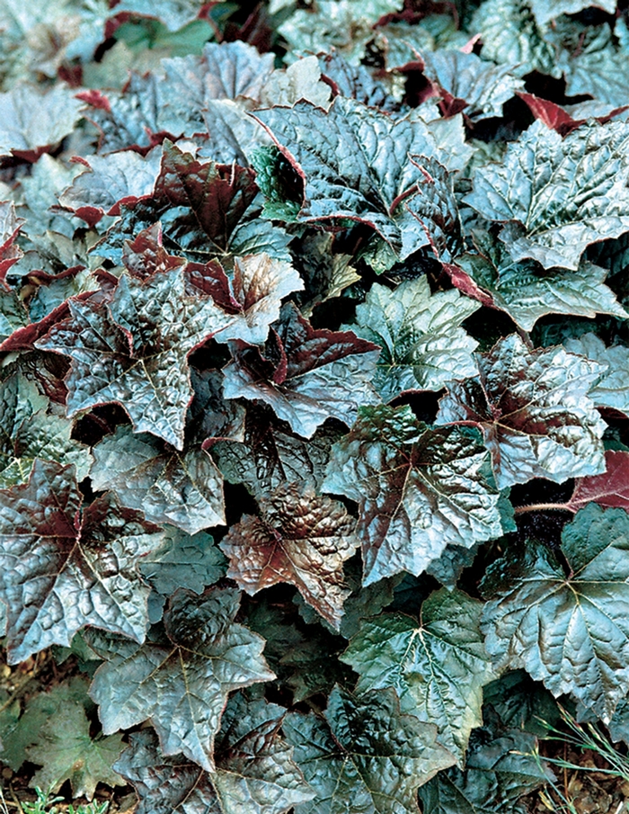 Coral Bells - Heuchera americana 'Palace Purple' from E.C. Brown's Nursery