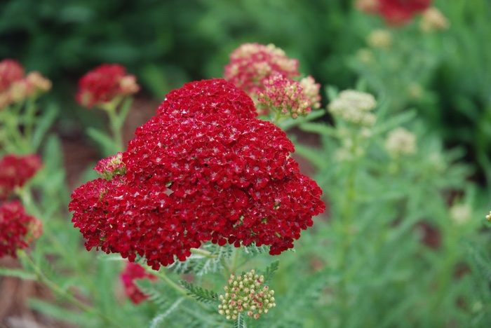 Tutti Frutti™ Pomegranate - Achillea millefolium 'Pomegranate' (Yarrow) from E.C. Brown's Nursery