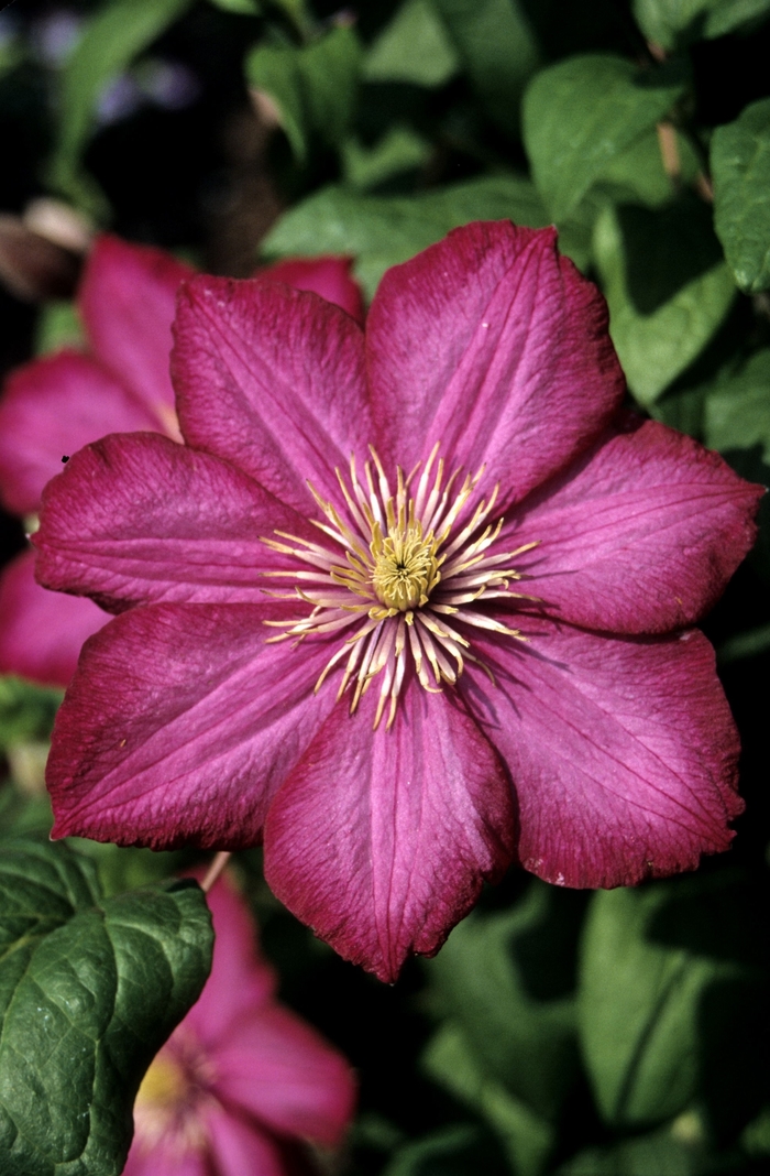 Ville de Lyon Clematis - Clematis 'Ville de Lyon' from E.C. Brown's Nursery Ville de Lyon Clematis - Clematis 'Ville de Lyon' from E.C. Brown's Nursery