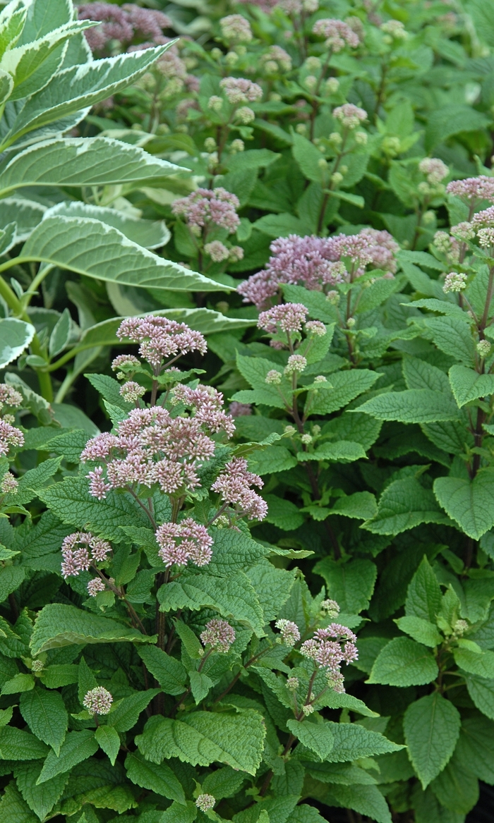 Joe Pye Weed - Eupatorium dubium 'Little Joe' from E.C. Brown's Nursery