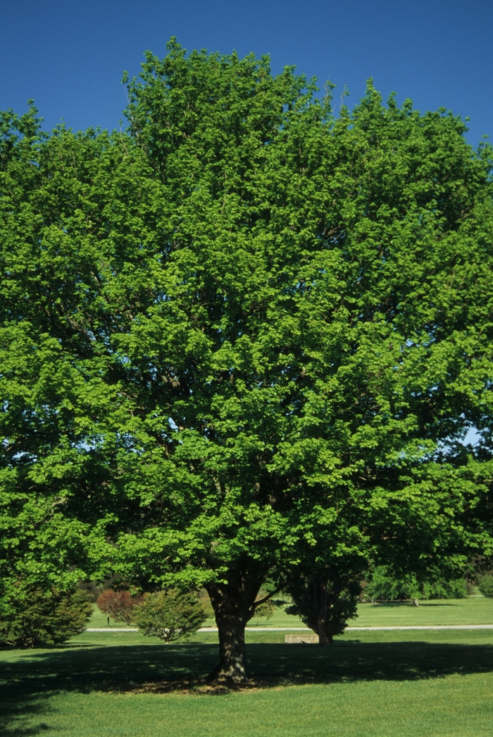 Sugar Maple - Acer saccharum from E.C. Brown's Nursery