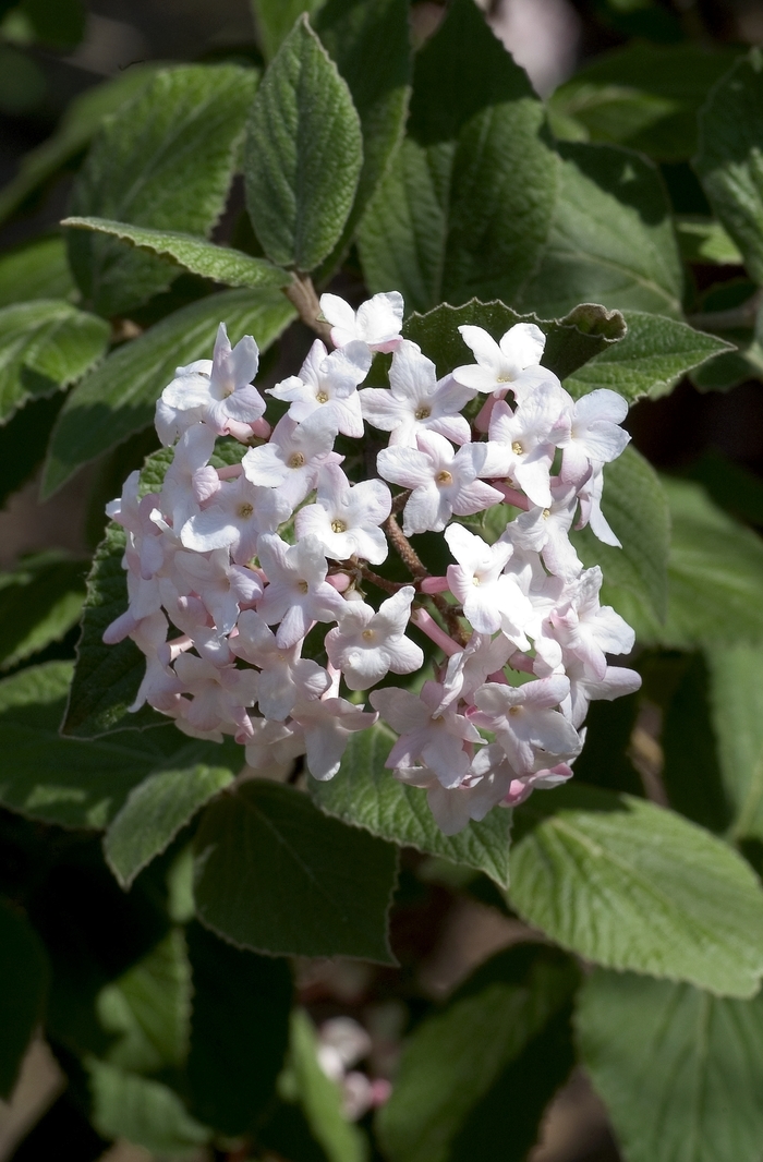 Korean Spice Viburnum - Viburnum carlesii from E.C. Brown's Nursery Korean Spice Viburnum - Viburnum carlesii from E.C. Brown's Nursery