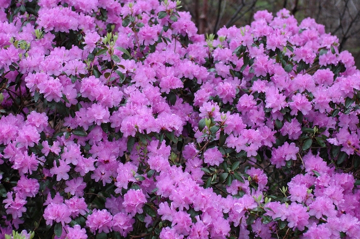 Purple Gem Rhododendron - Rhododendron 'Purple Gem' (Rhododendron) from E.C. Brown's Nursery