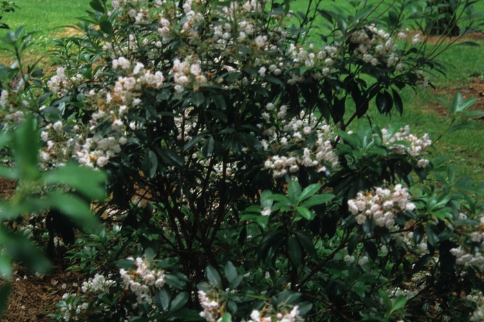 Olympic Fire Mountain Laurel - Kalmia latifolia 'Olympic Fire' from E.C. Brown's Nursery Olympic Fire Mountain Laurel - Kalmia latifolia 'Olympic Fire' from E.C. Brown's Nursery