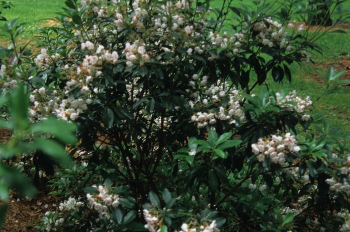 Olympic Fire Mountain Laurel - Kalmia latifolia 'Olympic Fire' from E.C. Brown's Nursery