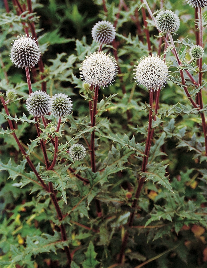 Globe Thistle - Echinops sphaerocephalus 'Arctic Glow' from E.C. Brown's Nursery Globe Thistle - Echinops sphaerocephalus 'Arctic Glow' from E.C. Brown's Nursery