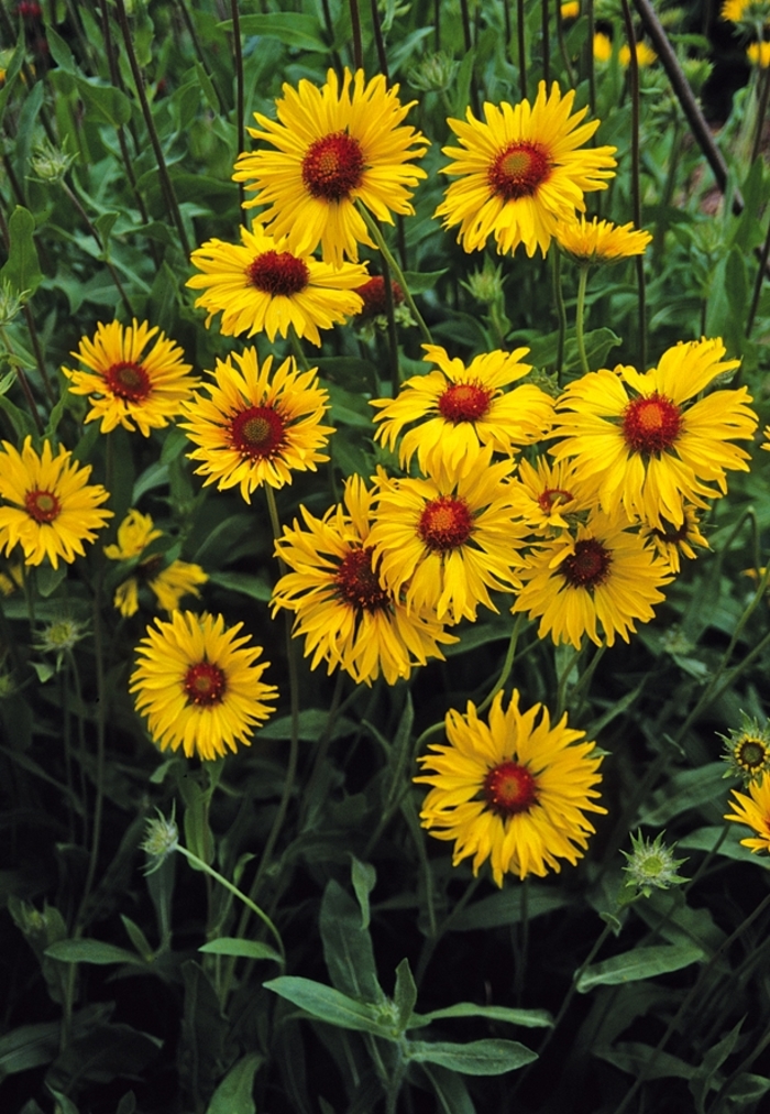 Amber Wheels Blanket Flower - Gaillardia aristata 'Amber Wheels' from E.C. Brown's Nursery Amber Wheels Blanket Flower - Gaillardia aristata 'Amber Wheels' from E.C. Brown's Nursery