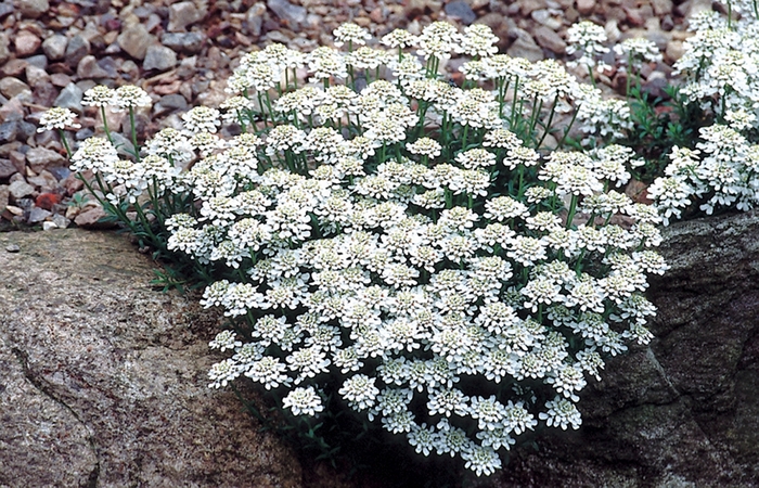 Snow Cushion Iberis - Iberis sempervirens 'Snow Cushion' from E.C. Brown's Nursery