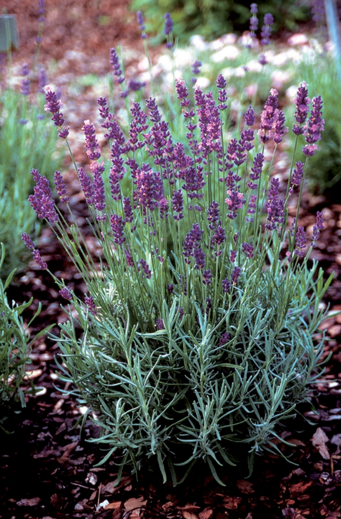 English Lavender - Lavandula angustifolia 'Hidcote Superior' from E.C. Brown's Nursery English Lavender - Lavandula angustifolia 'Hidcote Superior' from E.C. Brown's Nursery