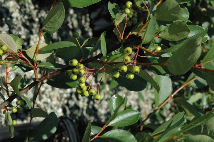 Black Chokeberry - Aronia melanocarpa 'Autumn Magic' from E.C. Brown's Nursery