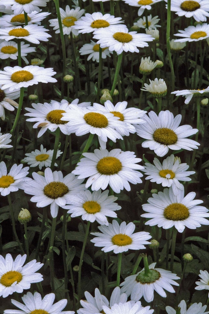 Becky Shasta Daisy - Leucanthemum x superbum 'Becky' (Shasta Daisy) from E.C. Brown's Nursery