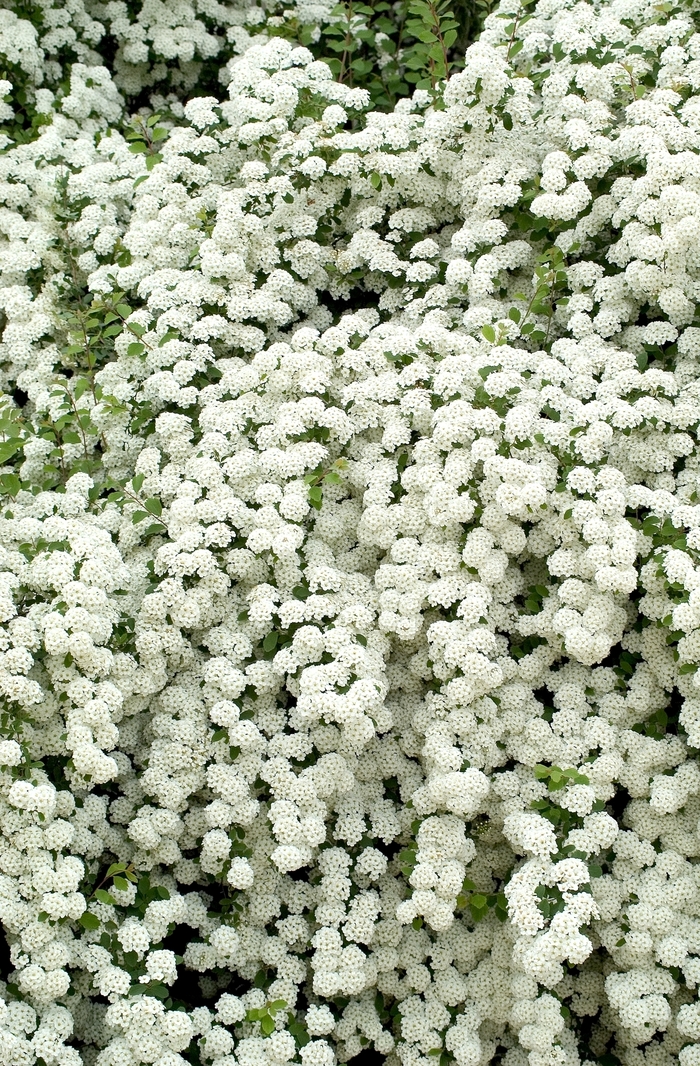 Snowmound Spirea - Spiraea nipponica x 'Snowmound' from E.C. Brown's Nursery Snowmound Spirea - Spiraea nipponica x 'Snowmound' from E.C. Brown's Nursery