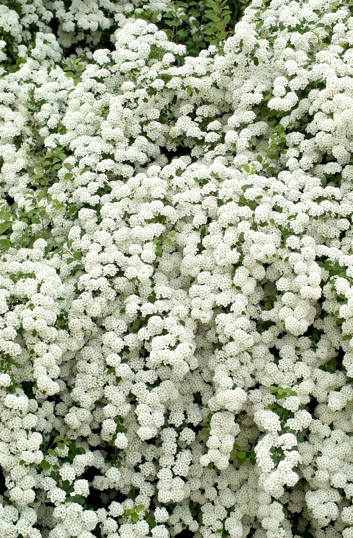 Snowmound Spirea - Spiraea nipponica x 'Snowmound' from E.C. Brown's Nursery