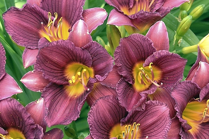 Daylily - Hemerocallis 'Purple de Oro' from E.C. Brown's Nursery