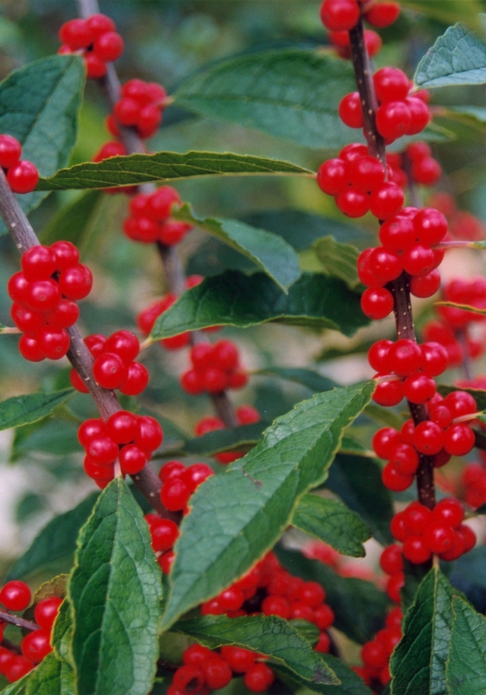 Winter Red Winterberry - Ilex verticillata 'Winter Red' from E.C. Brown's Nursery