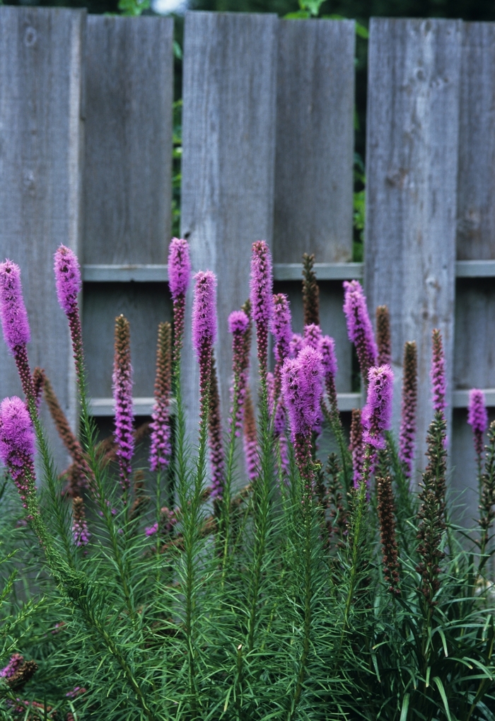 Blazing Star - Liatris spicata ''Kobold'' from E.C. Brown's Nursery Blazing Star - Liatris spicata ''Kobold'' from E.C. Brown's Nursery