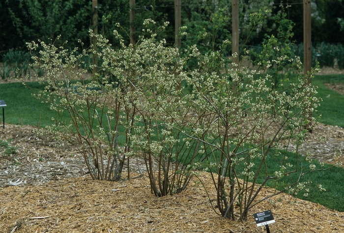 Bluecrop Northern Highbush Blueberry - Vaccinium 'Bluecrop' from E.C. Brown's Nursery Bluecrop Northern Highbush Blueberry - Vaccinium 'Bluecrop' from E.C. Brown's Nursery