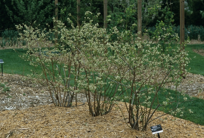 Bluecrop Northern Highbush Blueberry - Vaccinium 'Bluecrop' from E.C. Brown's Nursery