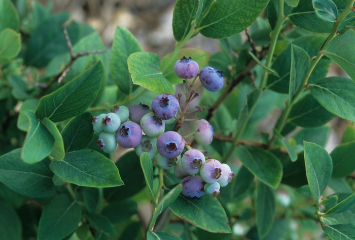 Elliott Northern Highbush Blueberry - Vaccinium 'Elliott' from E.C. Brown's Nursery