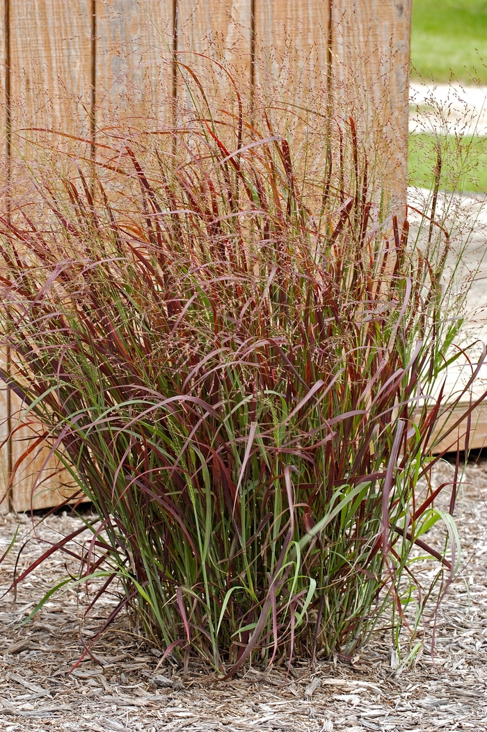 Red Switch Grass - Panicum virgatum 'Hot Rod' from E.C. Brown's Nursery