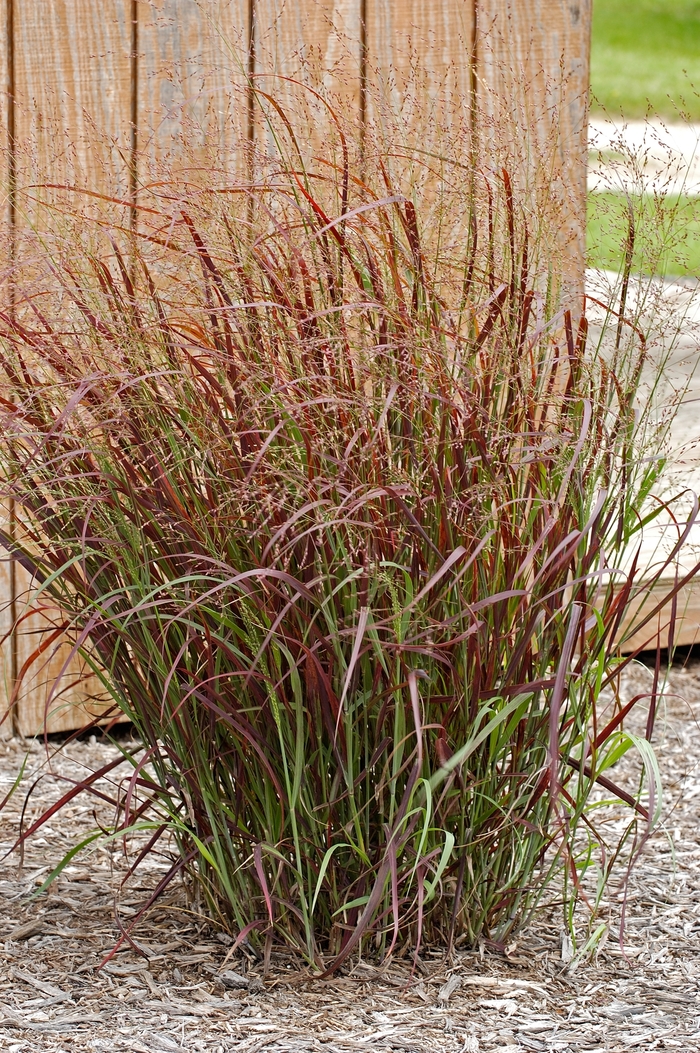 Red Switch Grass - Panicum virgatum 'Hot Rod' from E.C. Brown's Nursery Red Switch Grass - Panicum virgatum 'Hot Rod' from E.C. Brown's Nursery