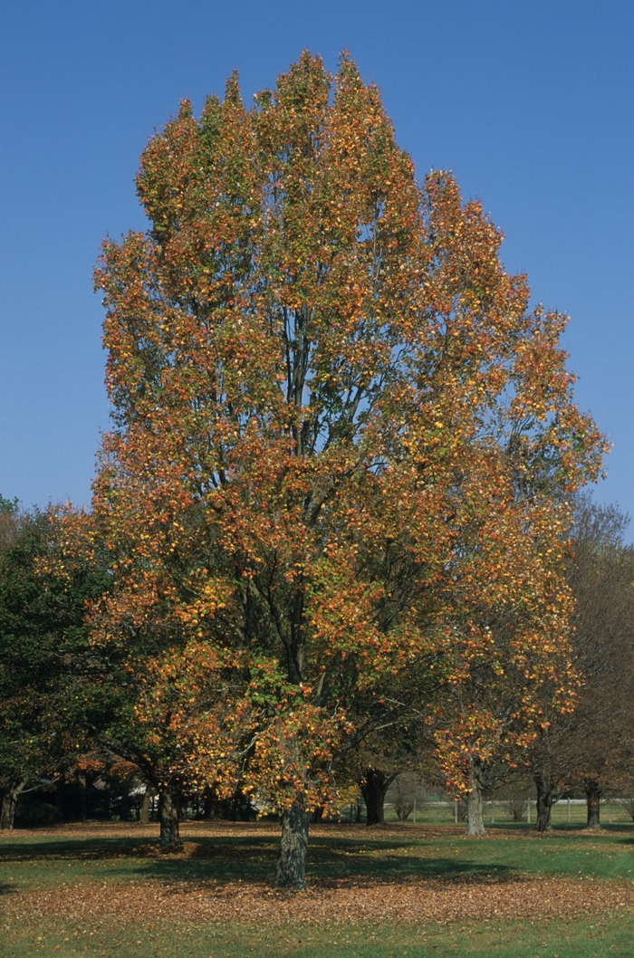 Armstrong II Maple - Acer rubrum 'Armstrong II' from E.C. Brown's Nursery