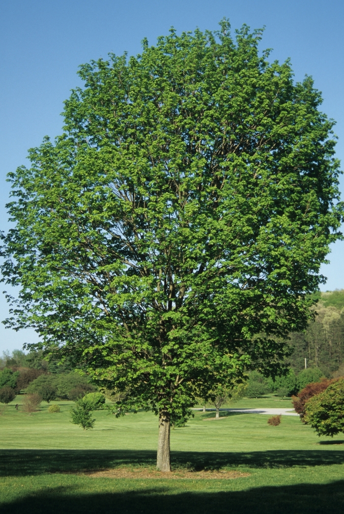 Commemoration® Sugar Maple - Acer saccharum 'Commemoration®' from E.C. Brown's Nursery Commemoration® Sugar Maple - Acer saccharum 'Commemoration®' from E.C. Brown's Nursery