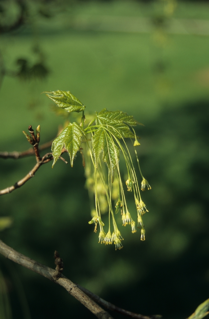 Green Mountain Sugar Maple - Acer saccharum 'Green Mountain' from E.C. Brown's Nursery