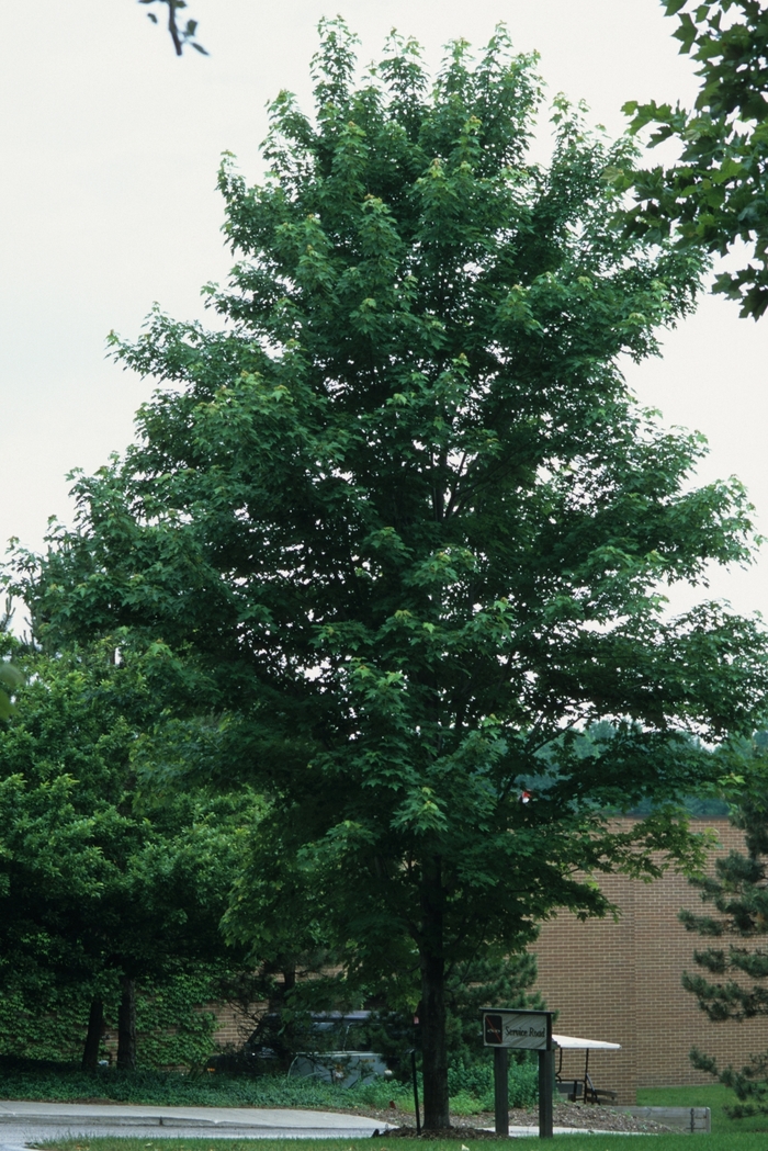 Celebration® Maple - Acer x freemanii 'Celzam' from E.C. Brown's Nursery