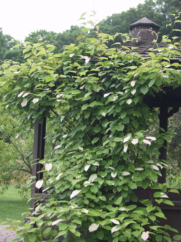 Ornamental Kiwi - Actinidia kolomikta 'Arctic Beauty' from E.C. Brown's Nursery Ornamental Kiwi - Actinidia kolomikta 'Arctic Beauty' from E.C. Brown's Nursery