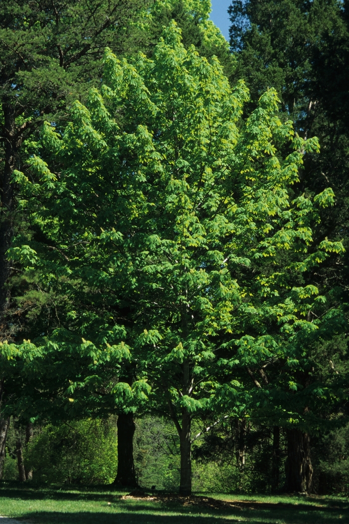 Yellow Buckeye - Aesculus flava (Yellow Buckeye) from E.C. Brown's Nursery